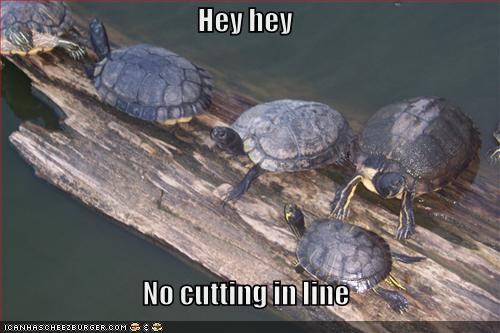 turtles-cutting-in-line